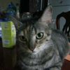 lolo_bonito