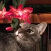 ngyn.rosie