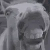 ymij_horman1