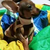 rosangelacoelho367