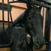 abirdjb02593