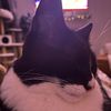 cocokittens4