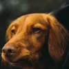 hund12.8