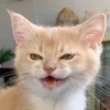 тгк: cats, i love cats