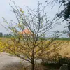 nhn.ngha53
