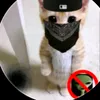 pookidooki.bear