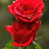 user0558646383
