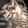 babycat0914