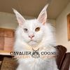 cavaliercoons