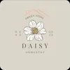 DaisyHomestay Netflix Tân Bình