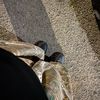 isalloow__
