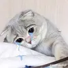 kimochidhau