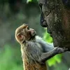 giithotgicng