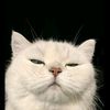 user_al_bert_2