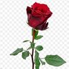 www.alma.88kz