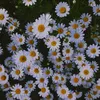 alex_01352