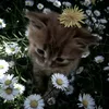 vinx.meow