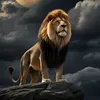 saif36763