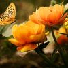 flower78951