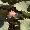 vit.trinh984