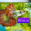 caucagiaitribacninh