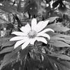 daga_0006