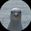 seagulll.l