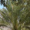 abodafir
