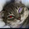 .janzz7