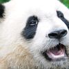 pandas_to_panda