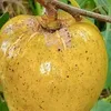 dung8537
