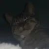 mimi_n17