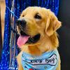 goldenretrievers.ph