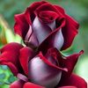 abu.talha.1212
