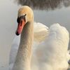 swanlake38