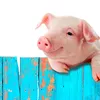 Хрюши у Андрюши🐷