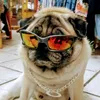 XtremeAnimal
