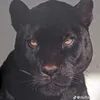 ayub.ali99