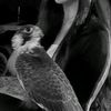 radwa.wael6