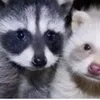 trasheaterraccoon