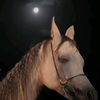 moon52031