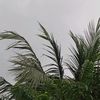 jajal.shab