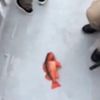 fisch702
