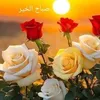 amgour.wrdya