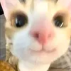 kirrhshsh