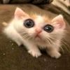evil_rat.wsg