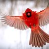 redcardinal330