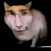 coolkevin123