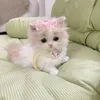 myphuongct123