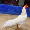chienkekiengiang68kg